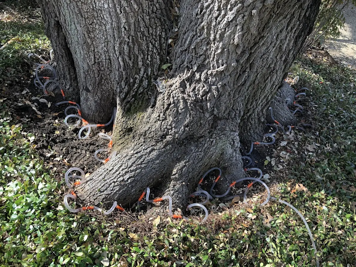Detailed Tree Cabling and Bracing job site in Pine Ridge