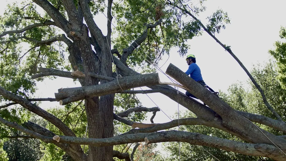 Professional Hazardous Tree Removal performed by certified arborists in Pine Ridge
